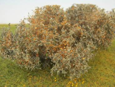 Sea buckthorn